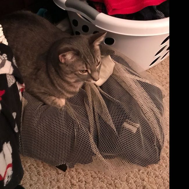 Any pet related stories? - 1