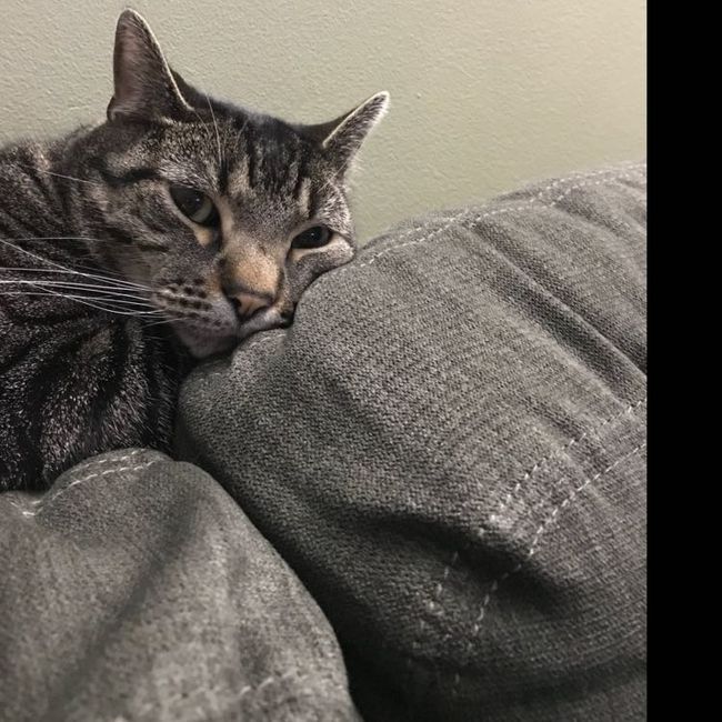 Any pet related stories? - 2