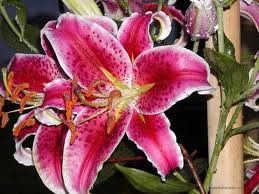 The flowers i have in my bridal bouquet