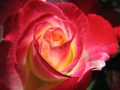 The flowers in my bridesmaid bouquet