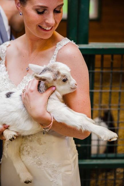 I can't describe how much I love goats