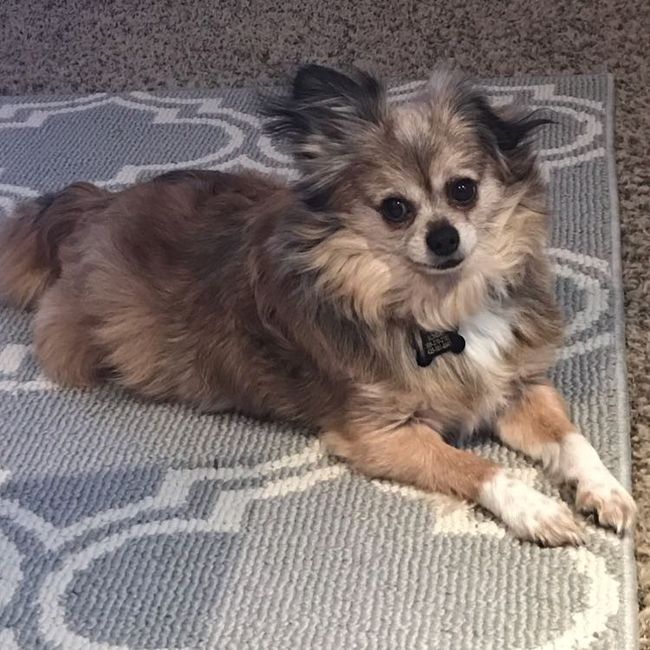 Positive thoughts and pictures of fluffy pets please