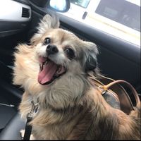 Show me your fur babies!