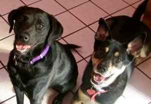 Furbabies!!! Lets show them off!