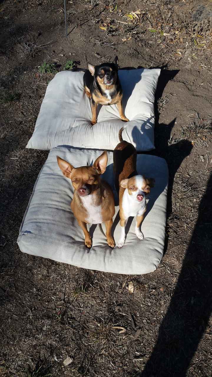 NWR: Puppybowl! And Fur Babies!