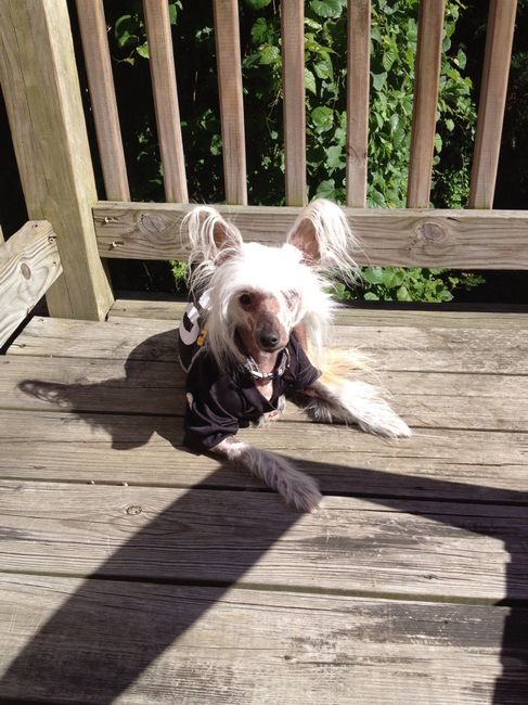 NWR: Pets of WW?
