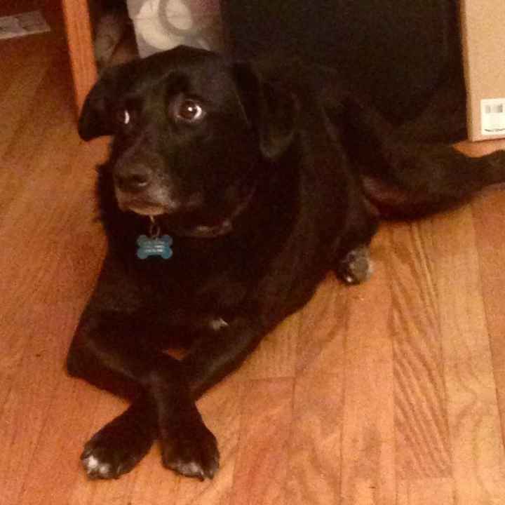 NWR; my dog broke his metatarsal :(