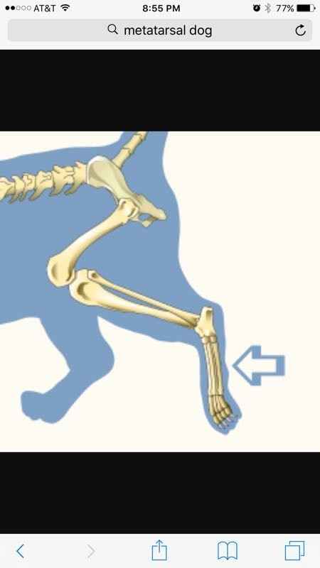 NWR; my dog broke his metatarsal :(