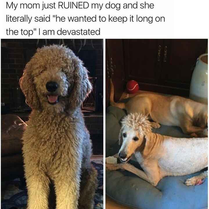 NWR- let me see your fur babies, awake and scared