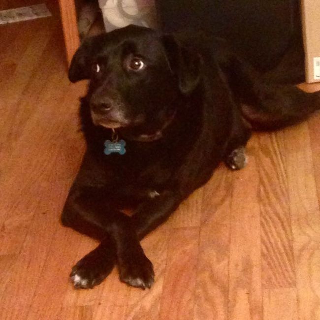 NWR: post pics of your pets!!