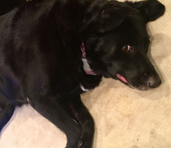 Show me your fur babies!
