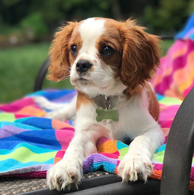 Furbaby pick me up