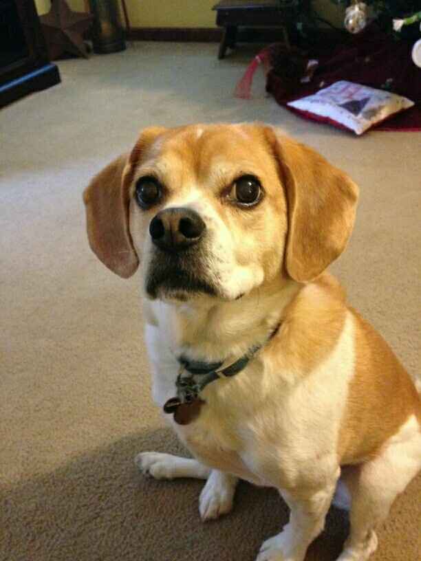 NWR- Doggie Surgery UPDATE