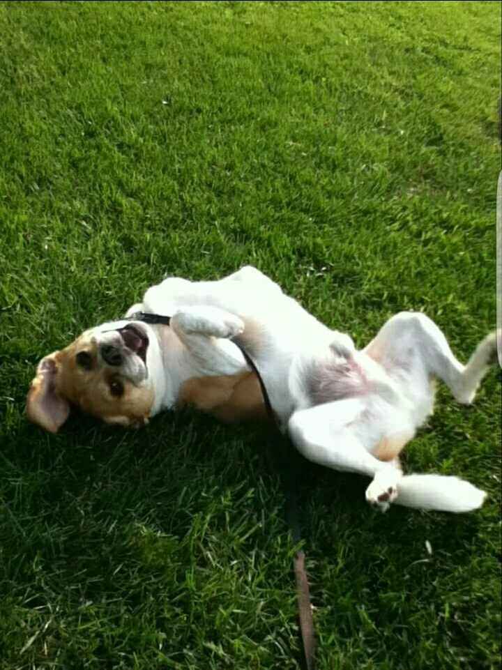 NWR - Prayers/Good vibes: puppy cancer
