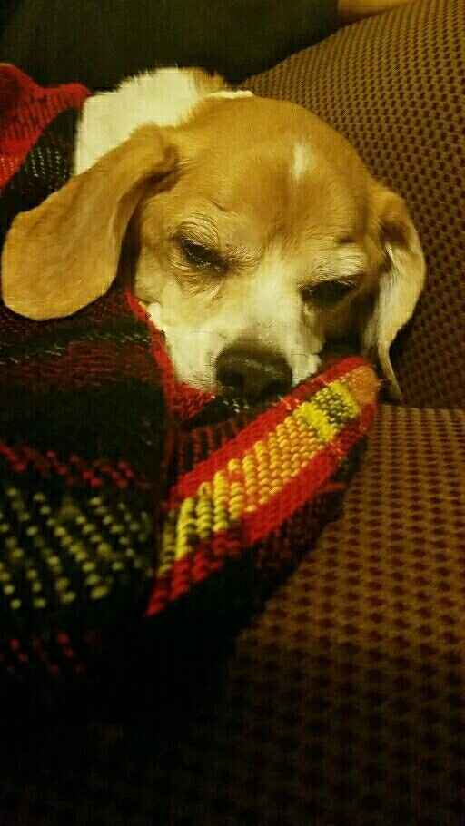 NWR- Doggie Surgery UPDATE