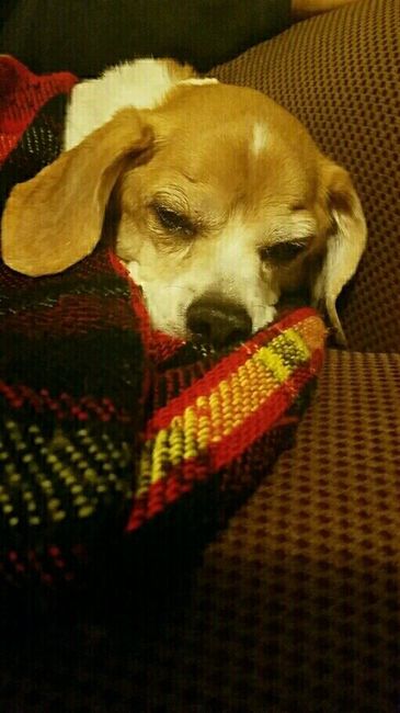 NWR- Doggie Surgery UPDATE