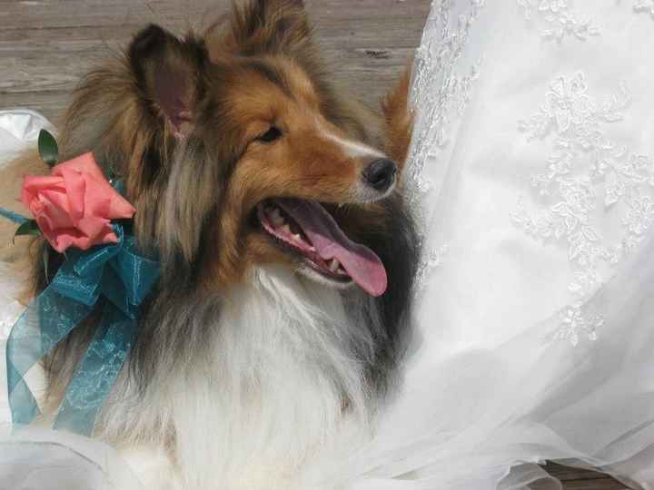 Pets in the wedding..