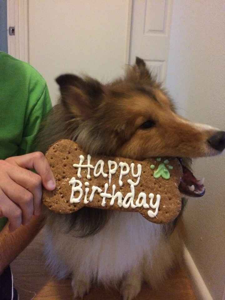 NWR: today is my Pups 2nd birthday!! Do you and your FH have a pet? Show pics!!!