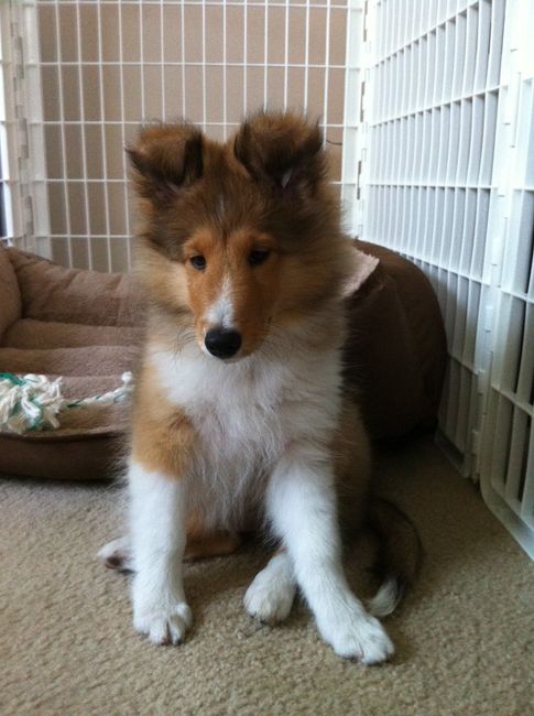 NWR: Fur baby thread!