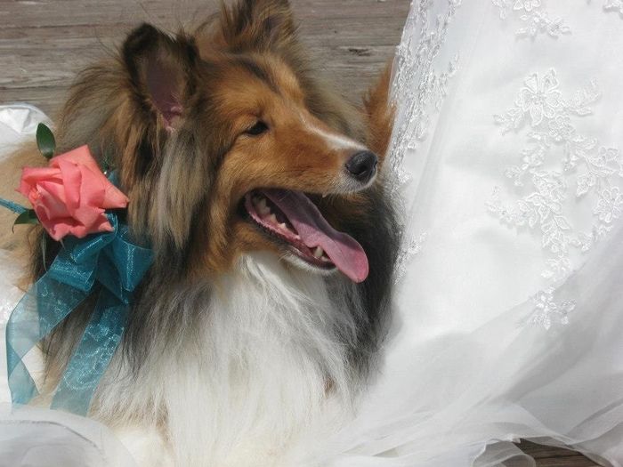Any one having their dogs in their wedding?? She me pictures of your dogs.