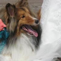 Any one having their dogs in their wedding?? She me pictures of your dogs.