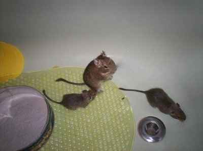 SBR: Meet my Fur-babies, lets see yours too