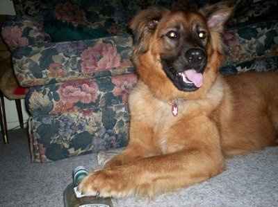 SBR: Meet my Fur-babies, lets see yours too