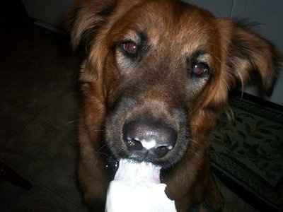 *NWR* Show me your pets/animals! *PICS*