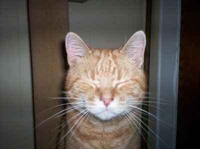 *NWR* Show me your pets/animals! *PICS*