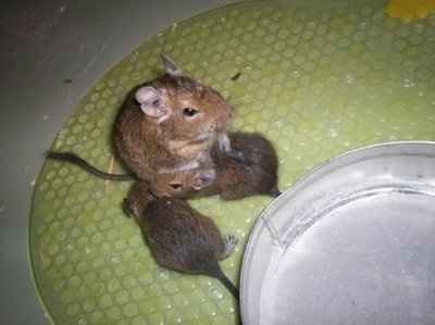 *NWR* Show me your pets/animals! *PICS*