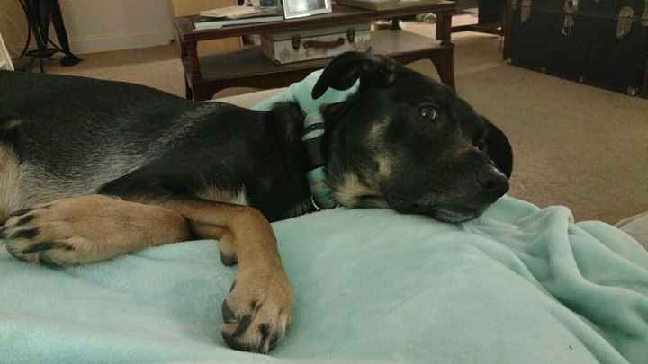 NWR: post pics of your pets!!