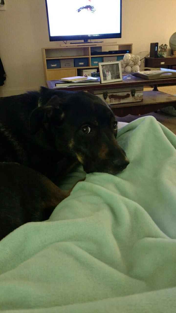 NWR: We got a furbaby!