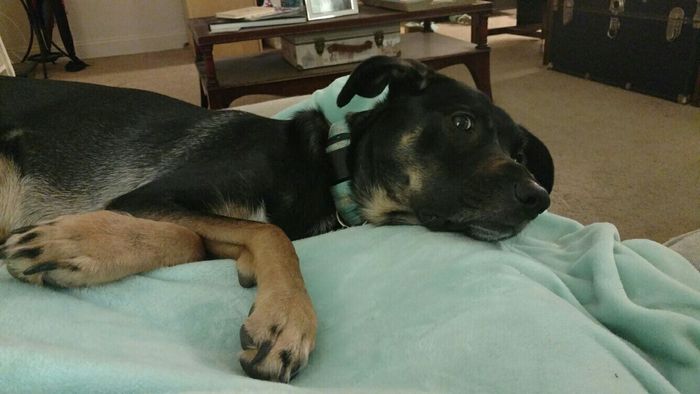 NWR: post pics of your pets!!