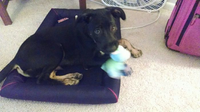 PUPPY FEVER!