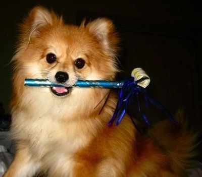 PETS!  Are you involving yours?
