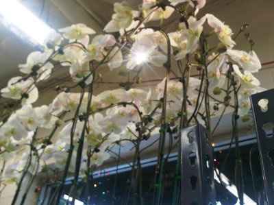 Adventures at the Los Angeles Flower Market~@ peacock! (and anyone in the area or just plain curious