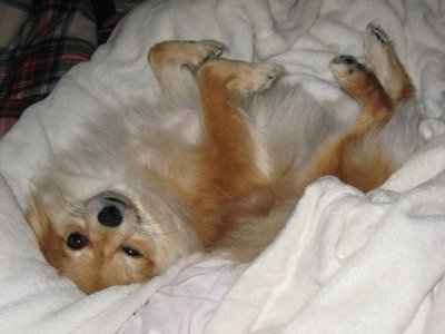 PETS!  Are you involving yours?