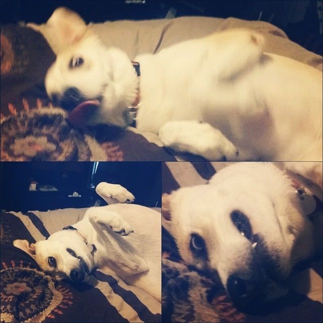 your fur babies baby pics- share'em if you got'em