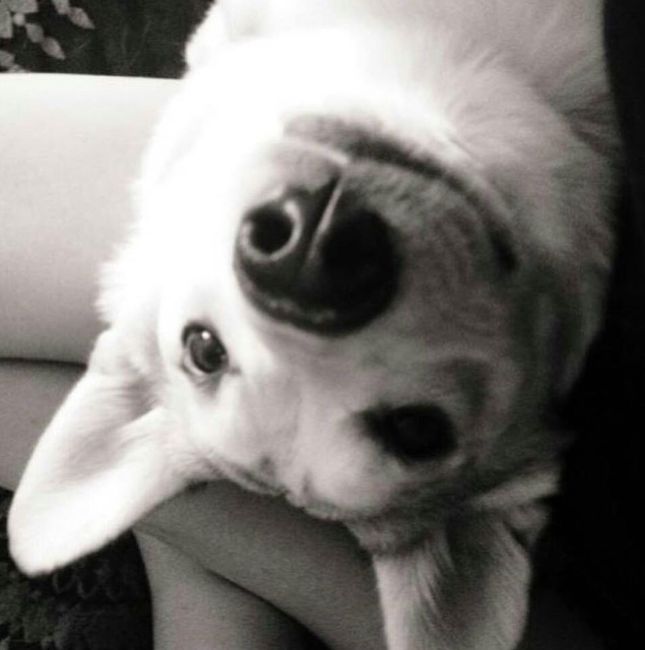 your fur babies baby pics- share'em if you got'em