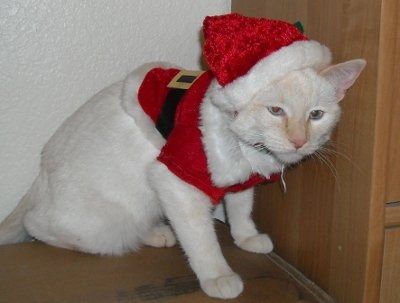 Show off your furbabies!