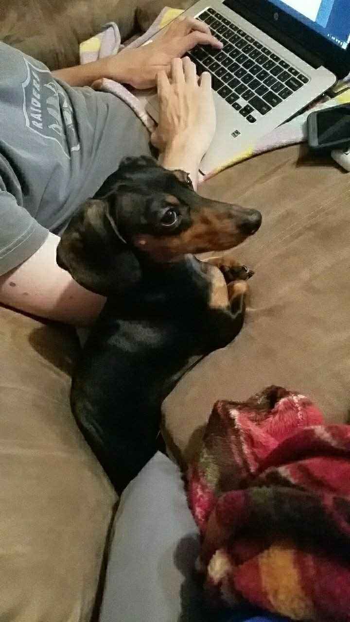 NWR:  Show me your fur babies!