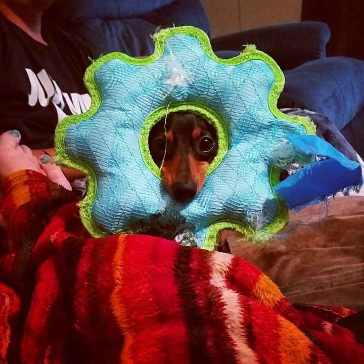 NWR: Furbaby!