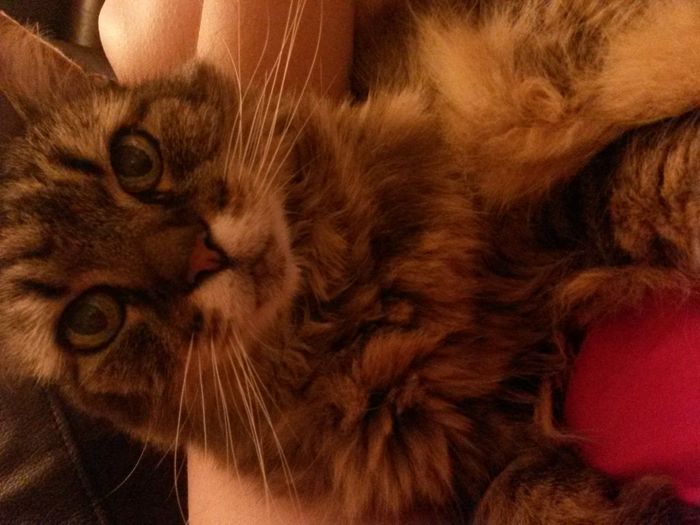 NWR: I miss my cat