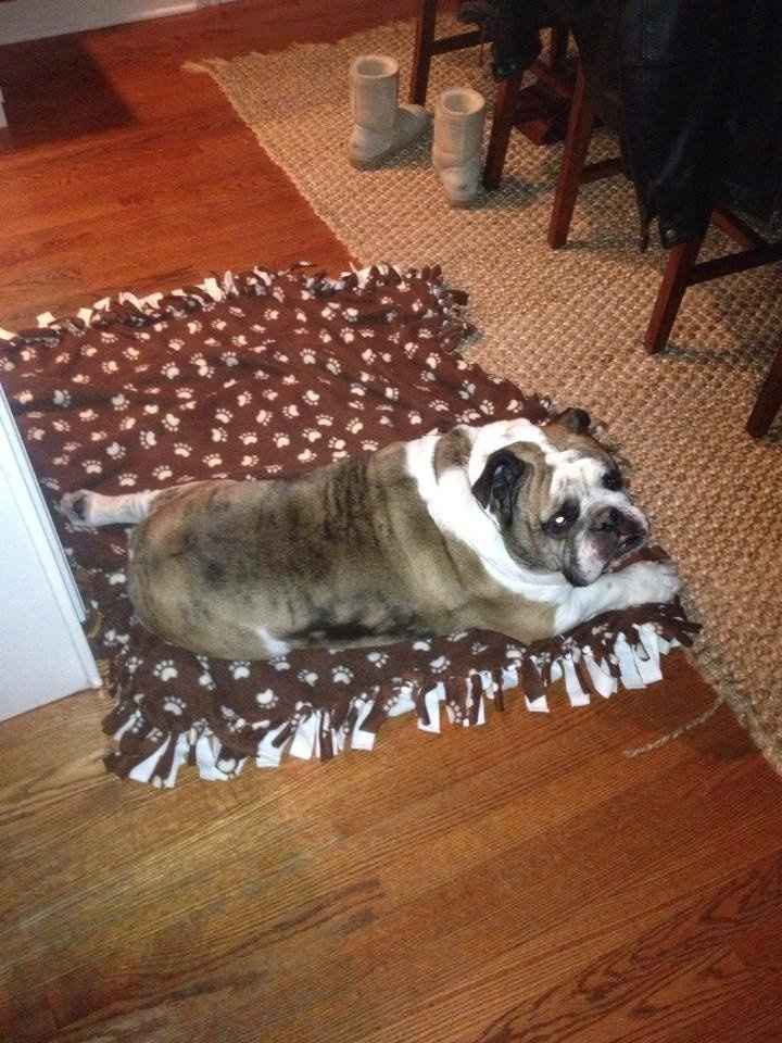 Lets see those puppies that we share with our FHs!