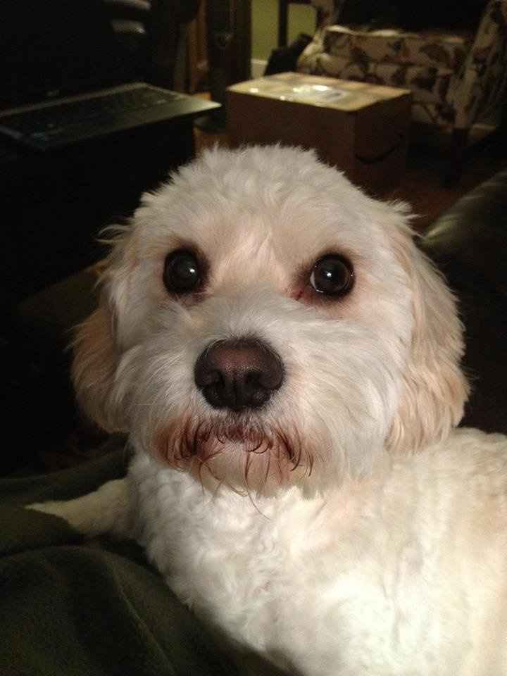 Lets see those puppies that we share with our FHs!