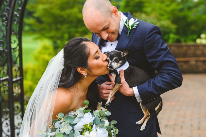 Including dogs in your wedding day 5