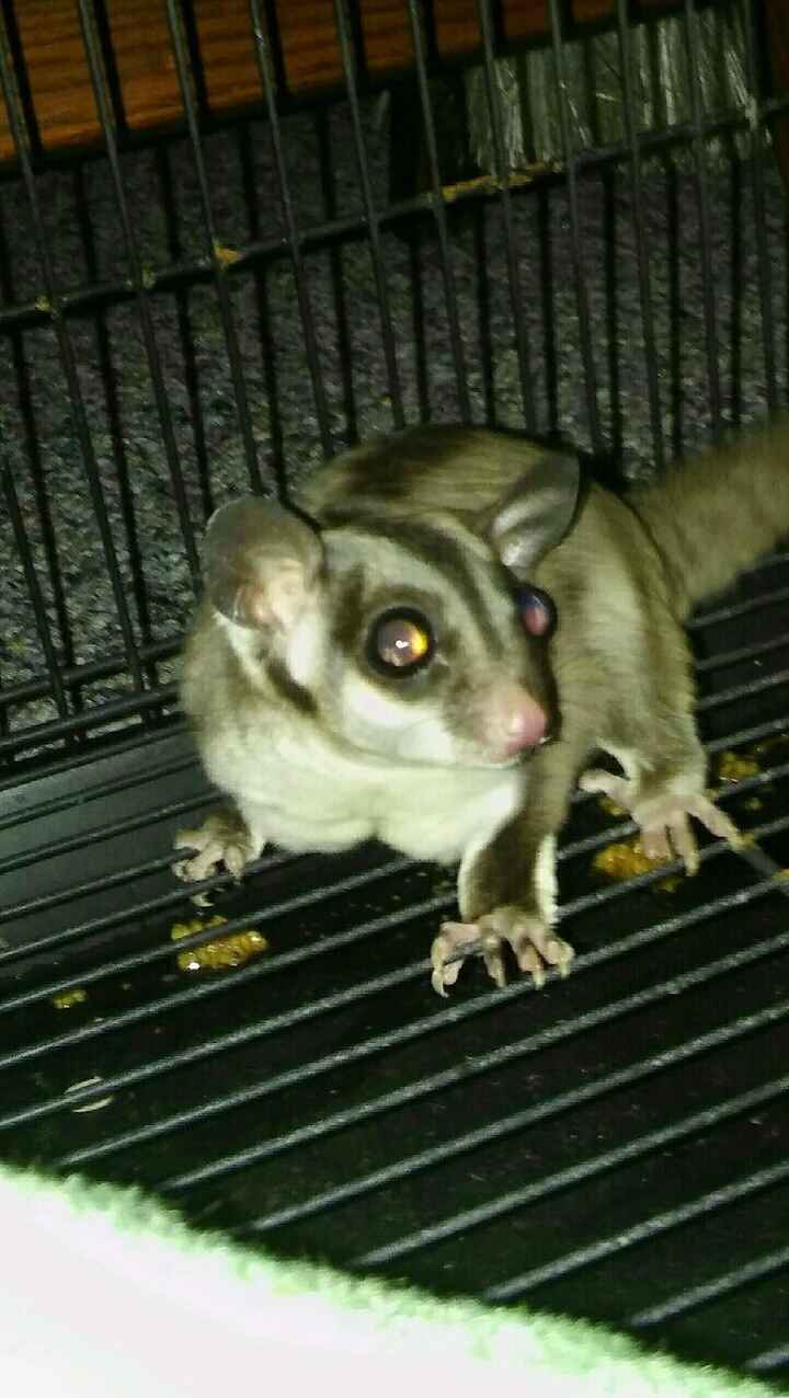 NWR: Bored? Show off your pets!