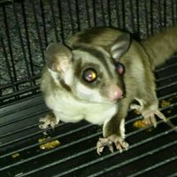 NWR: Bored? Show off your pets!