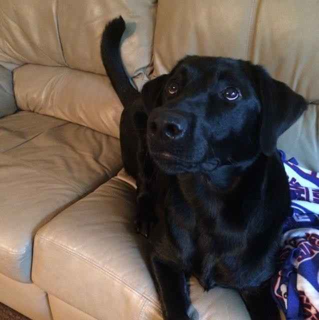 Show me your fur babies!