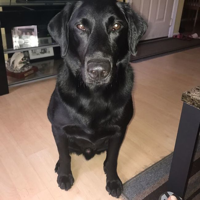 NWR:  Show me your fur babies!